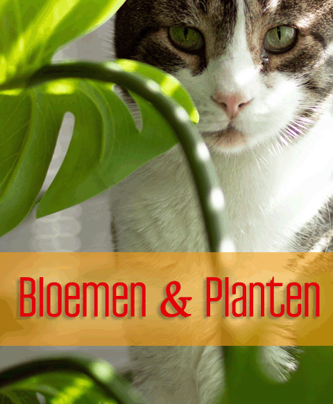 planten voor katten
